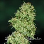 BARNEY’S FARM - Utopia Haze