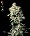 GREEN HOUSE SEEDS - White Rhino