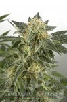 WHITE LABEL - Snow Ryder Auto