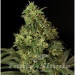 THE BULLDOG SEEDS - Northern Light