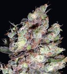 DELICOUS SEEDS - Cotton Candy