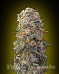 00 SEEDS BANK - Sweet Critical