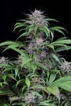 DINAFEM - Quick Kush