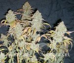 ! White Widow Auto