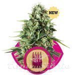 ROYAL QUEEN SEEDS - Royal AK