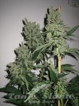 THE CALI CONNECION - SFV OG Kush