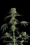 DINAFEM - Moby Dick #2
