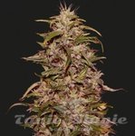 KALASHNIKOV SEEDS - BIG ALTAI SATIVA EXPRESS