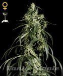 GREEN HOUSE SEEDS - Arjan's Haze #1