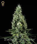 GREEN HOUSE SEEDS - Arjan's Haze #3
