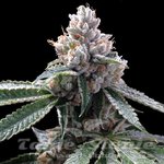 GROW YOUR OWN - Florida Lemons