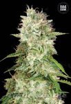 BULK SEED BANK - Auto Cheese