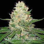 GROW YOUR OWN - Rocklock