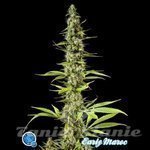 PHILOSOPHER SEEDS - Early Maroc