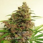 ACE SEEDS - Malawi X Pck
