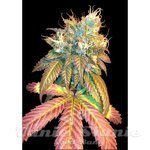 DNA GENETICS - Sour Secret