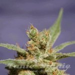 SAGARMATHA - Rhode Island Skunk