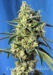 SWEET SEEDS - Sweet Amnesia Haze