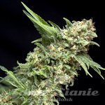 PYRAMID SEEDS - Auto Alpujarreña