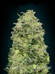 ADVANCED SEEDS - Auto Afghan Skunk