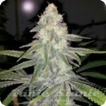 710 GENETICS - Old White Widow