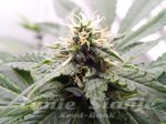 KETAMA SEEDS - Inspiration