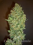 00 SEEDS BANK - Cheese Berry