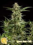 PHILOSOPHER SEEDS - Lemon Auto CBD