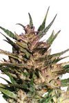 DUTCH PASSION - Passion #1®
