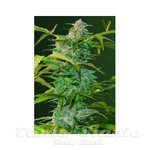 Victory Seeds - Auto Heaven