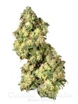 DUTCH PASSION - Ultra Skunk