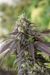 HUMBOLDT SEED - 707 HeadBand