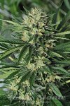 HUMBOLDT SEED - DR. GREENTHUMB’S EM-DOG BY B-REAL