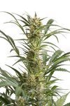 DINAFEM - Amnesia XXL Auto