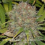 SAGARMATHA - AK 48
