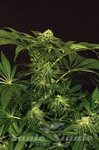 EXOTIC SEED - Green Gummy