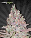 AUTO SEEDS - Berry Ryder