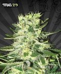 AUTO SEEDS - MIG-29
