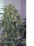 POSITRONICS - CBD + Caramelice