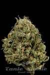 DINAFEM - Cheese XXL Auto