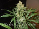 FEMALE SEEDS - Auto Bubble