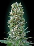 ADVANCED SEEDS - Auto Heavy Bud