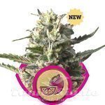 ROYAL QUEEN SEEDS - Lemon Shining Silver Haze