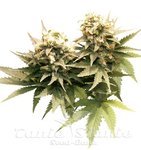 DUTCH PASSION - Masterkush