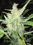 FEMALE SEEDS - White Widow x Big Bud Auto