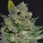 710 GENETICS - Auto 710 Cheese