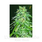 Victory Seeds - Cheese