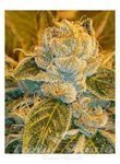 RIPPER SEEDS - Sour Ripper