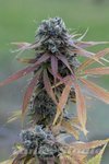 DINAFEM - Blue Kush Autoflowering
