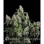 PYRAMID SEEDS - Auto Tutankhamon II